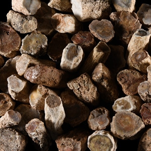 Natural History - Medium Petrified Fossil Tree Branch Group [50]