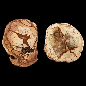 Natural History - Australian Agate Creek Thunder Egg Cut Half Group [2]