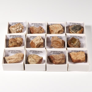 Natural History - Boxed Petrified Fossil Wood Specimen Group [12]