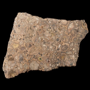 Natural History - Large Polished Puddlestone 50mm Thick Section