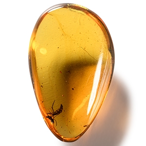 Natural History - Amber with Insect Inclusion