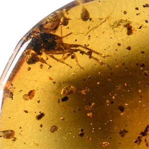 Natural History - Amber with Insect Inclusion