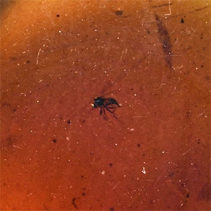 Natural History - Amber with Insect Inclusions