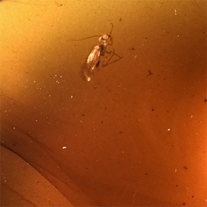 Natural History - Amber with Insect Inclusion
