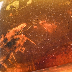Natural History - Amber with Insect Inclusions