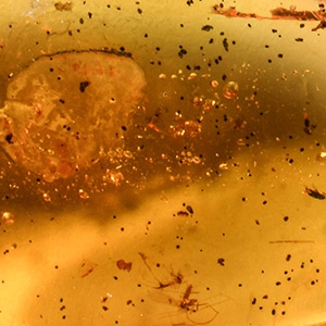 Natural History - Amber with Insect Inclusions