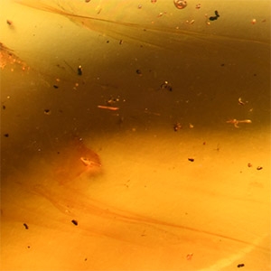 Natural History - Amber with Insect Inclusions