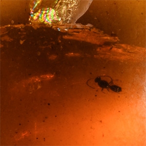 Natural History - Amber with Insect Inclusions