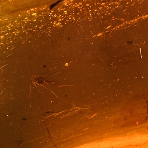Natural History - Amber with Insect Inclusions