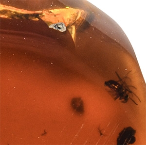 Natural History - Amber with Insect Inclusions