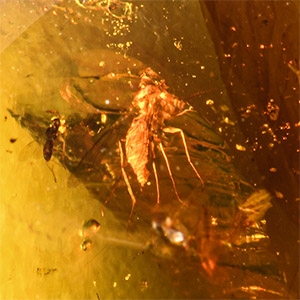 Natural History - Amber with Insect Inclusions