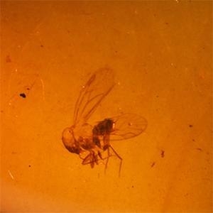 Natural History - Amber with Insect Inclusions