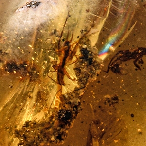 Natural History - Amber with Insect Inclusions