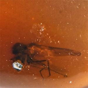 Natural History - Amber with Insect Inclusions