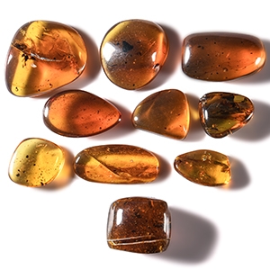 Natural History - Amber Group with Insect Inclusions