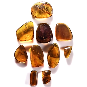 Natural History - Amber Group with Insect Inclusions