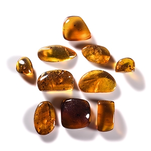 Natural History - Amber Group with Insect Inclusions
