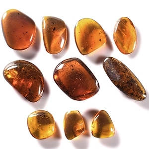 Natural History - Amber Group with Insect Inclusions