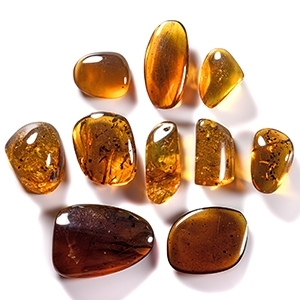 Natural History - Amber Group with Insect Inclusions