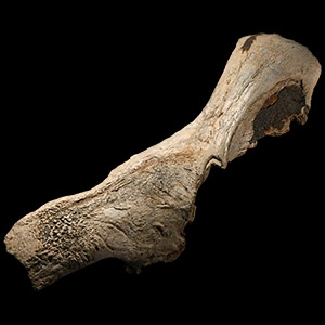 Natural History - Adult Woolly Rhinoceros Fossil Skull Top