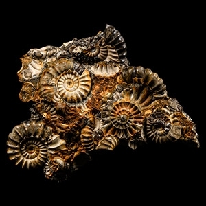 Natural History - Fossil Ammonite Group