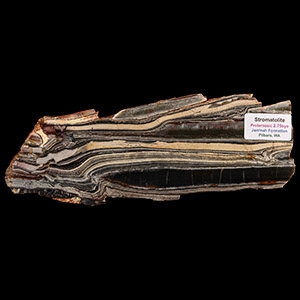 Natural History - Australian Polished Stromatolite Chert Slice