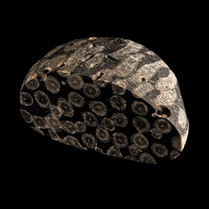 Natural History - Irish Cut and Polished Coral Reef Pebble