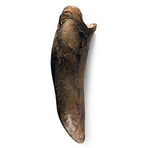 Natural History - Fossil Smilodon Tooth
