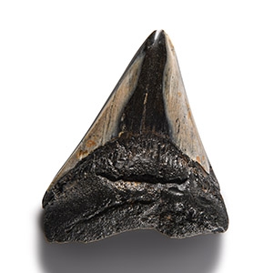 Natural History - Megalodon Giant Shark Fossil Tooth