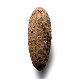 Natural History - Fossil Pine Cone