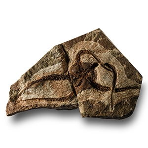 Natural History - Fossil Brittle Star