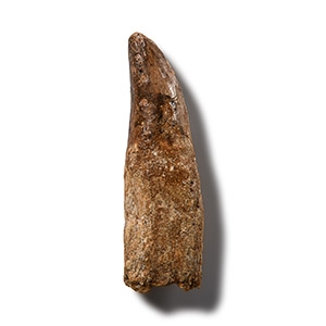 Natural History - African T-rex Fossil Tooth and Root