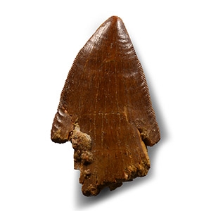Natural History - African T-rex Fossil Tooth