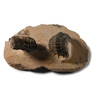Natural History - Two Fossil Trilobites on a Matrix
