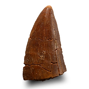 Natural History - African T-rex Fossil Tooth