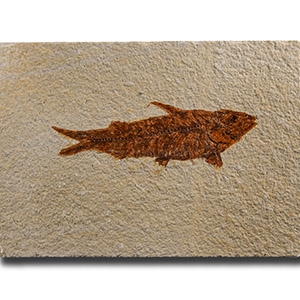 Natural History - Knightia Fossil Fish
