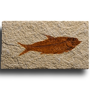 Natural History - Knightia Fossil Fish