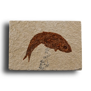 Natural History - Knightia Fossil Fish