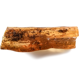 Natural History - Polished Copal with Insects