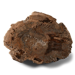 Natural History - Fossilised Wood Slice