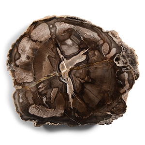 Natural History - Fossilised Wood Slice