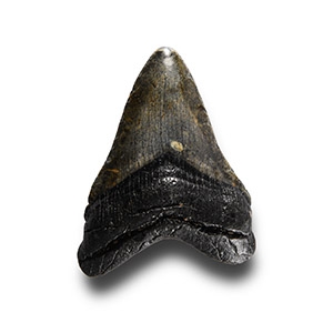 Natural History - Megalodon Giant Shark Fossil Tooth
