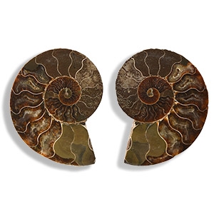 Natural History - Cut and Polished Fossil Ammonite