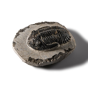 Natural History - Fossil Barrandei Trilobite