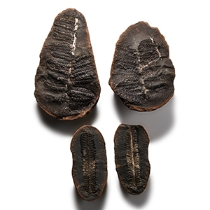 Natural History - Fossil Seed Fern Pair Group