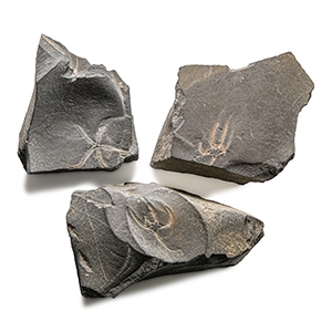 Natural History - Fossil Brittle Star Group