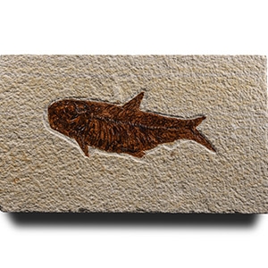 Natural History - Fossil Diplomystus Fish