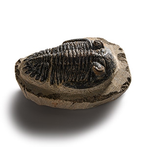 Natural History - Fossil Hollardops Mesacristata Trilobite