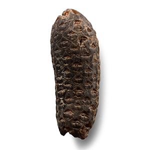 Natural History - Fossil Pine Cone