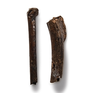 Natural History - Fossil Bird Bone Group